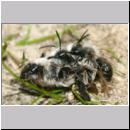 Andrena vaga - Weiden-Sandbiene -15- 01.jpg